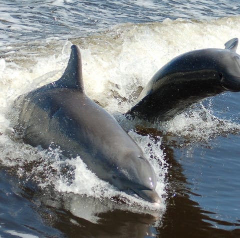 See dolphins up close on a cruise with The...