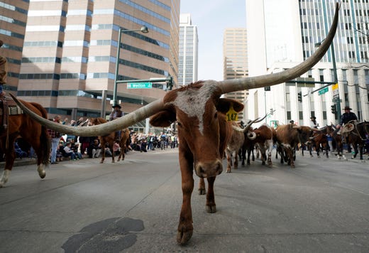 DENVER, CO - JANUARY 10: Cowboys drive a herd of longhorn steers through the streets of downtown in the annual National Western Stock Show parade on January 10, 2019 in Denver, Colorado. The stock show and accompanying parade is a tradition dating back to 1906. (Photo by Rick T. Wilking/Getty Images) ***BESTPIX*** ORG XMIT: 775279762 ORIG FILE ID: 1080068810