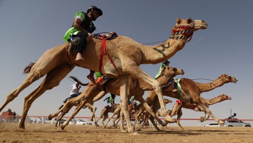 Jockeys race during the Sheikh Sultan Bin Zayed al-Nahyan camel festival, at the Shweihan racecourse in al-Ain on the outskirts of Abu Dhabi on Feb. 2, 2019.