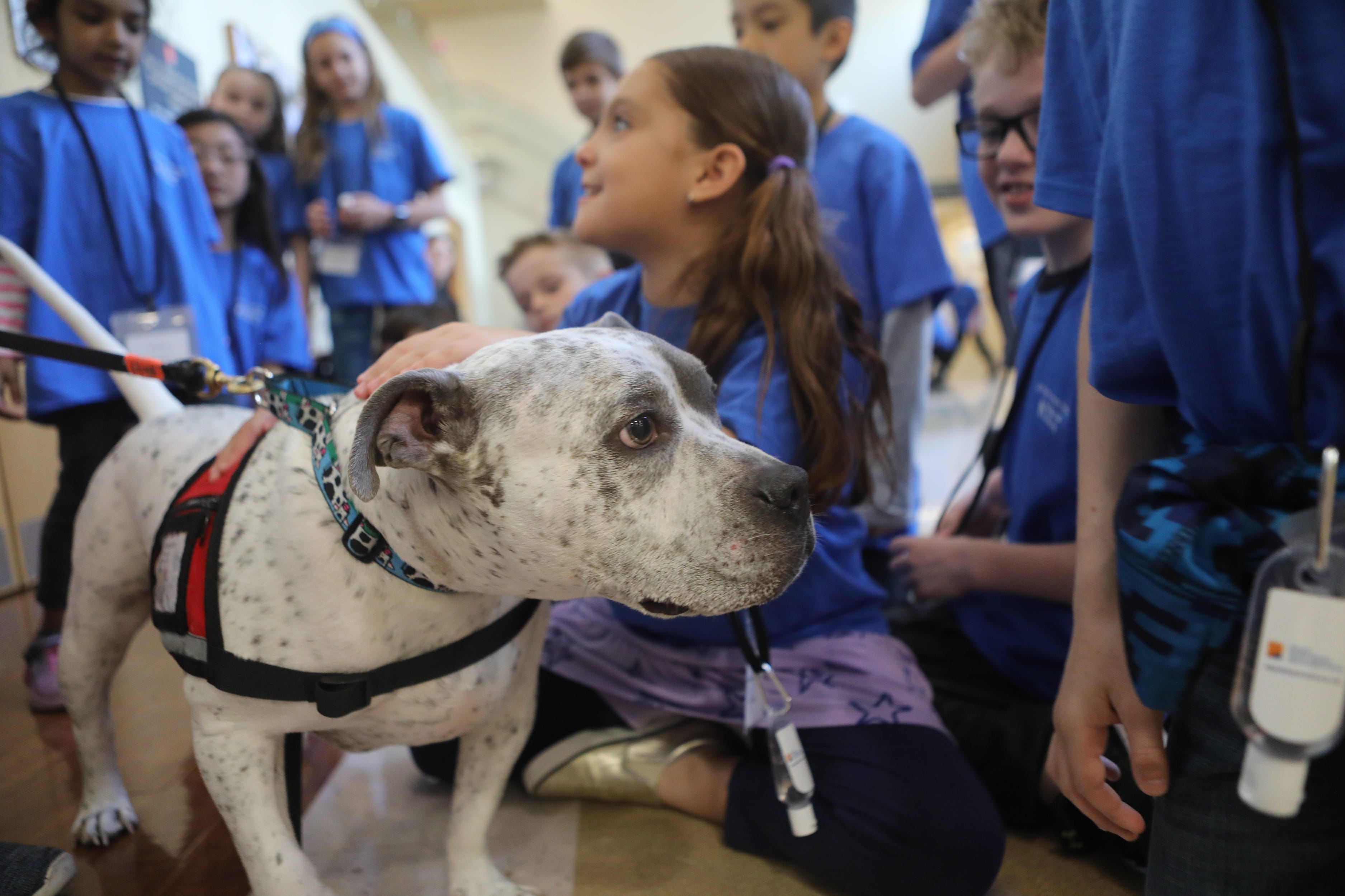 soothing paws pet therapy