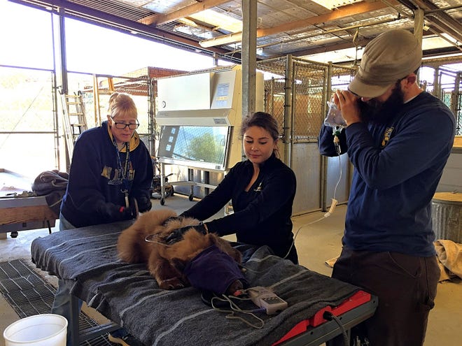 Senior environmental scientist Lora Konde, left, scientific aide Nadia Javeed and veterinary resident Andrew Di Salvo of California Department of Fish and Wildlife give the immobilized black bear cub fluids and monitor it during an exam at the Wildlife Investigations Lab in Rancho Cordova.