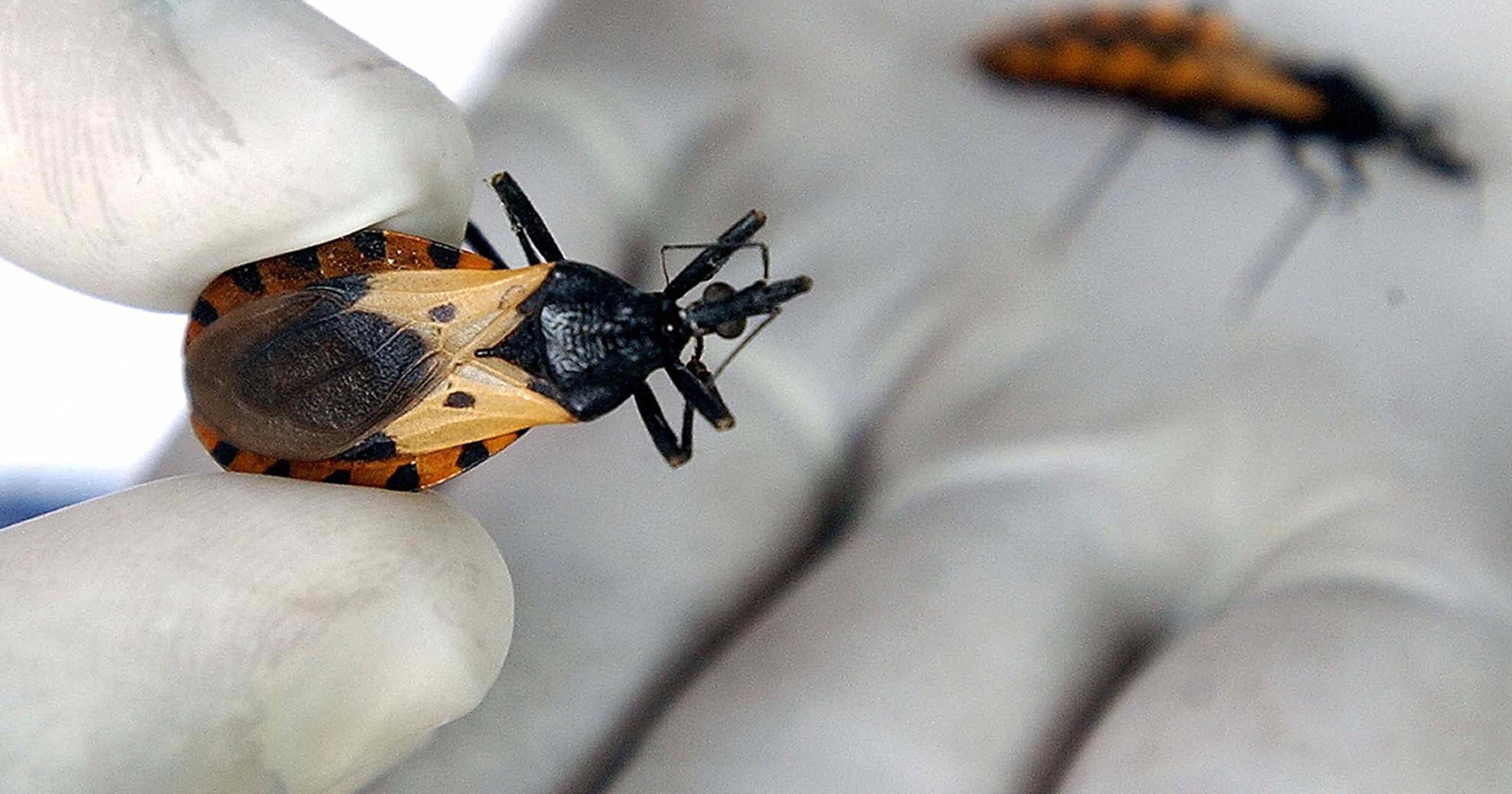 'Kissing bugs,' Chagas disease What to know about blood sucking bug