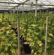 A look at Carpinteria's indoor cannabis growing operation.