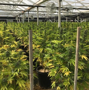 More than 35,000 cannabis plants were eradicated in April 2019 at this Carpinteria indoor growing operation, according to authorities.