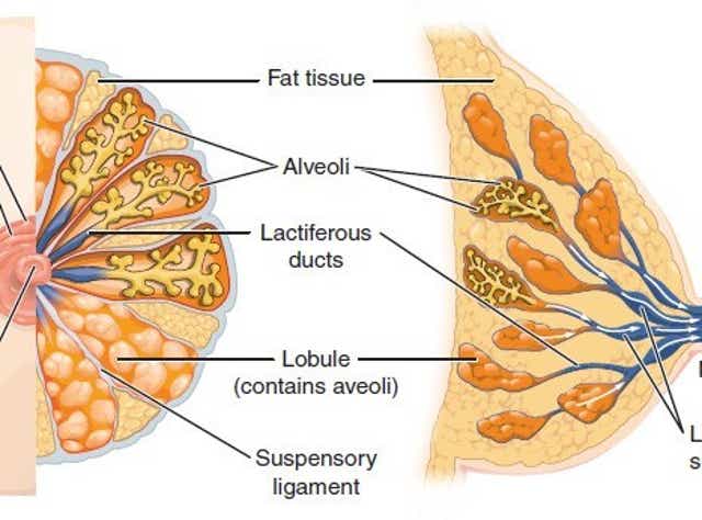 Milk Ducts Image Anatomy Experts Explain The Viral Photo