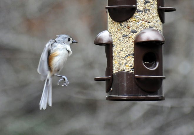 A tufted titmouse comes in for a landing at Bill Sanders' backyard bird feeder.