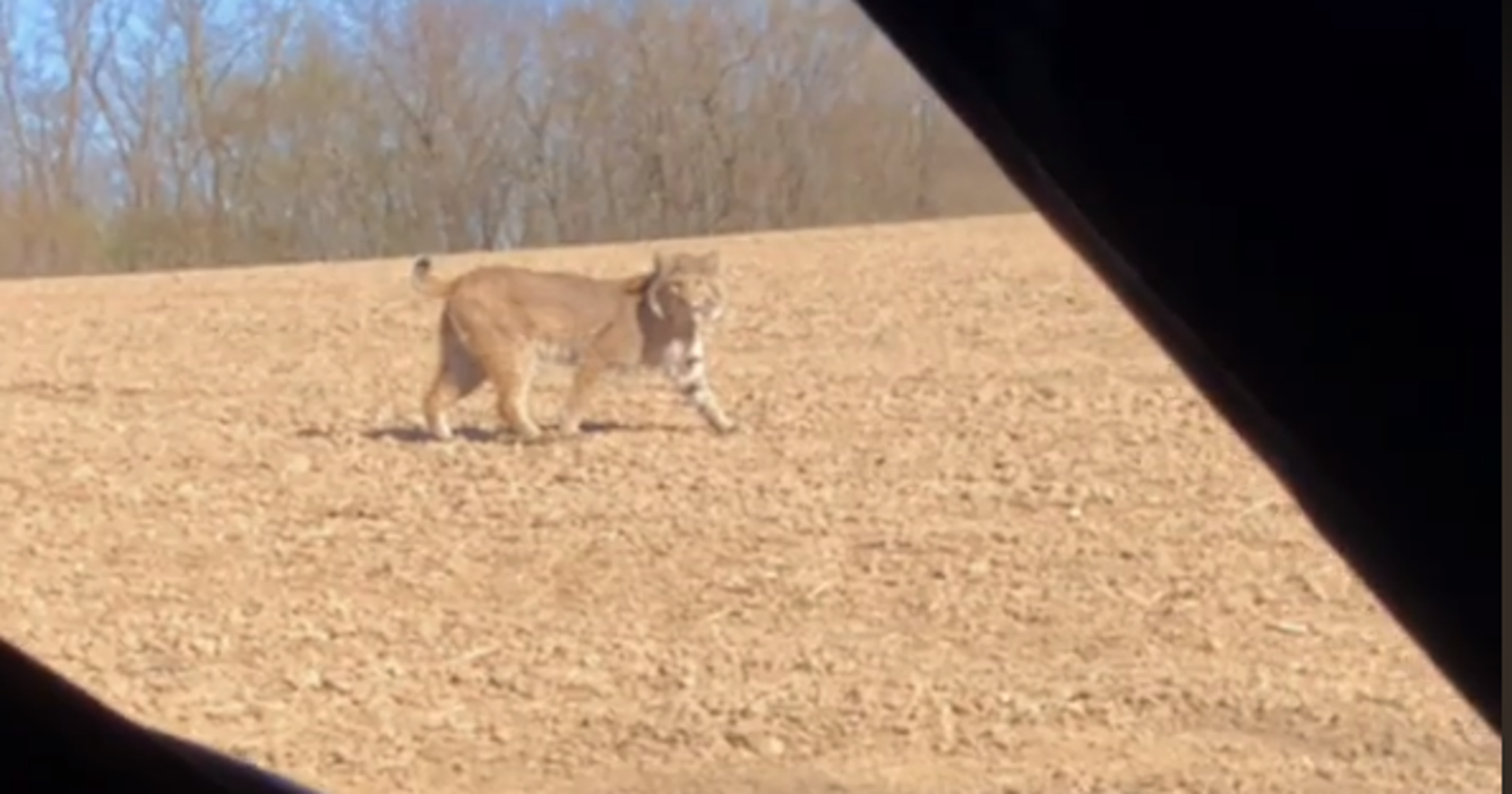Hunter has close encounter with bobcat in southern Iowa