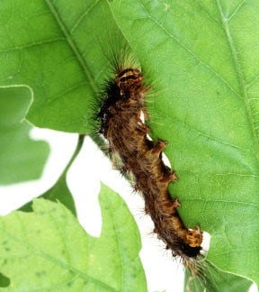 Gypsy moth larvae can cause extensive deforestation as they eat leaves.