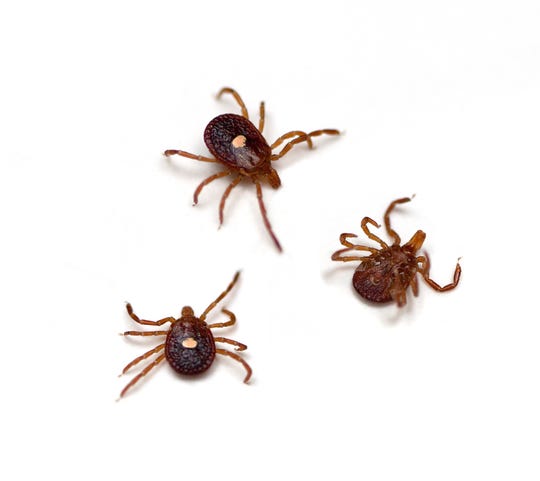 Lone Star Tick (Amblyomma americanum).