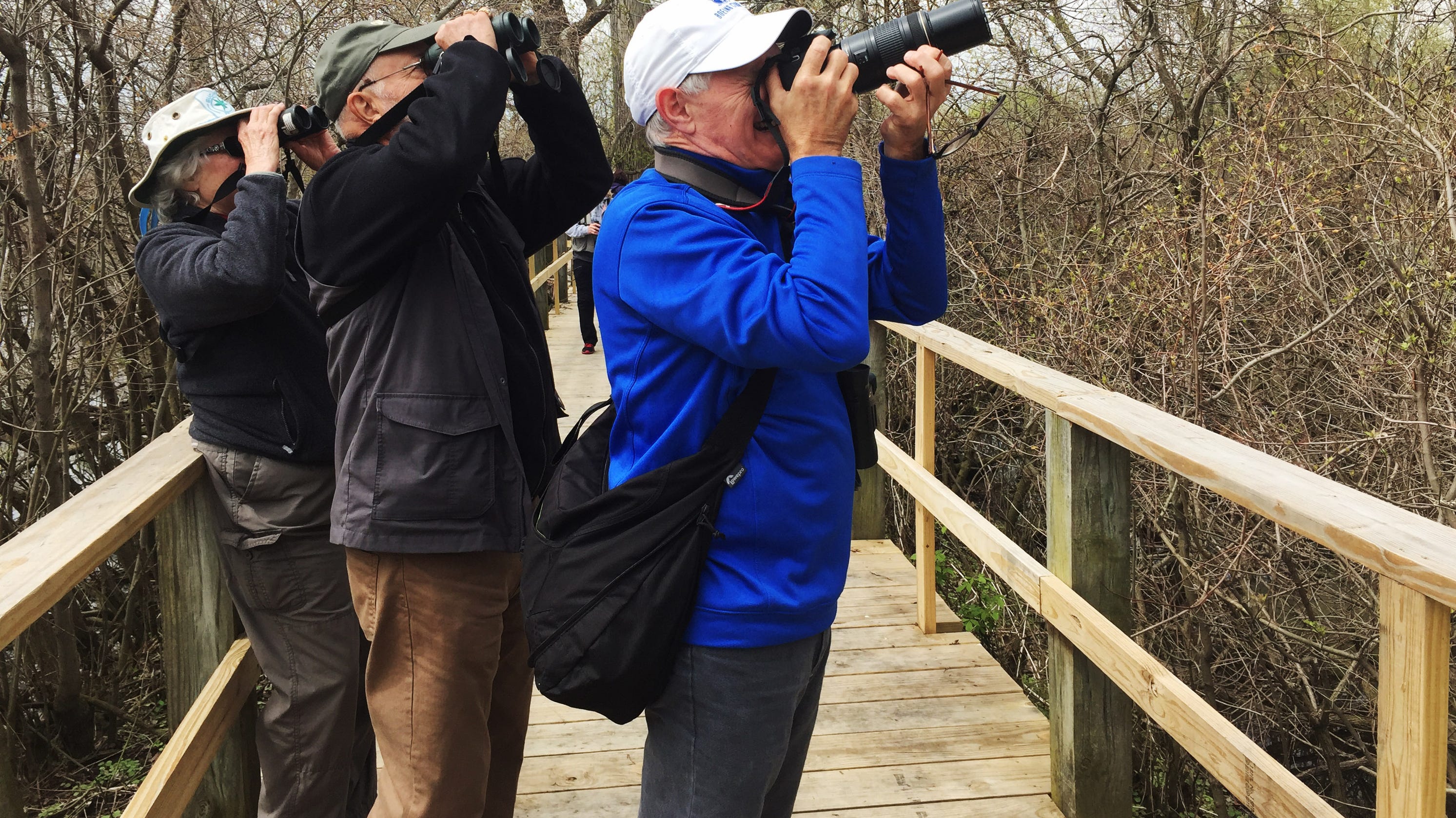 Biggest Week In Birding 2025 Olive Ashleigh