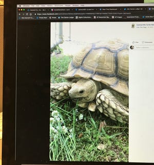 This photo of a Facebook post shows a tortoise that is lost in the Starkville, Miss. area.