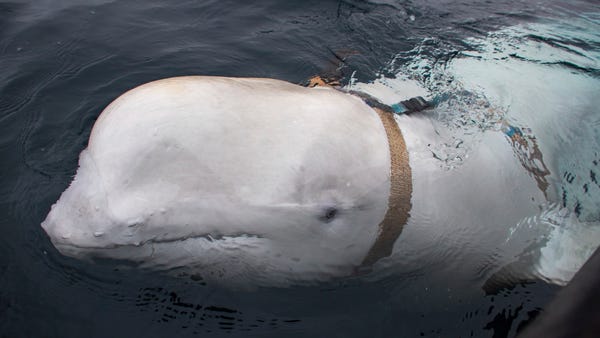 Beluga whale found near Norway could be linked to...