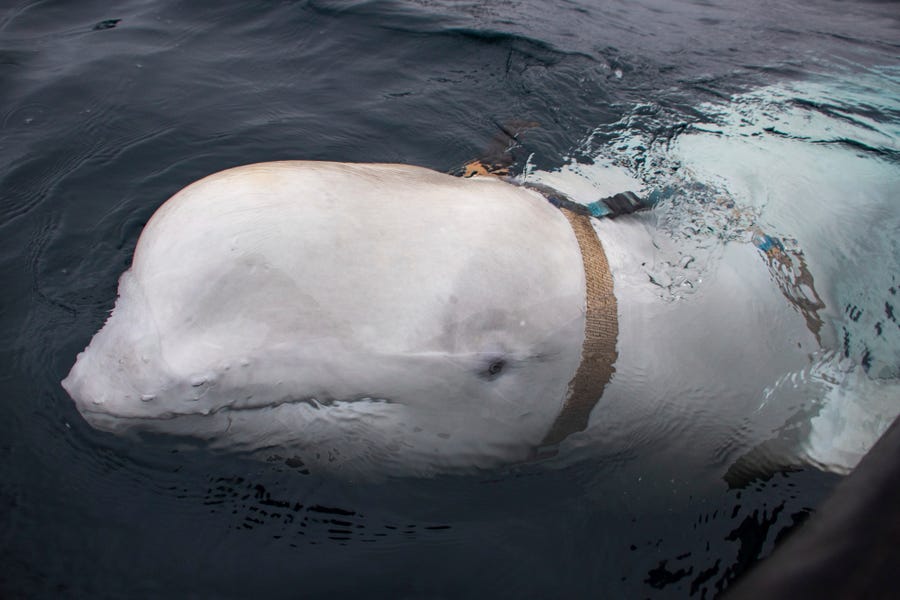 A beluga whale swims next to a fishing boat before Norwegian fishermen removed the tight harness Friday.