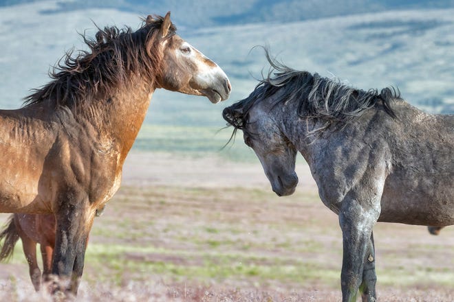 Get a glimpse of these wild horses, their history, heritage, present day habitat and ongoing connection with humans at one of two presentations to be held at the Unitarian Universalist Fellowship Meeting House, 3845 N. Swan St, in Silver City, NM on Friday, May 3 at 6 p.m. or the following morning, May 4 at 11 a.m.