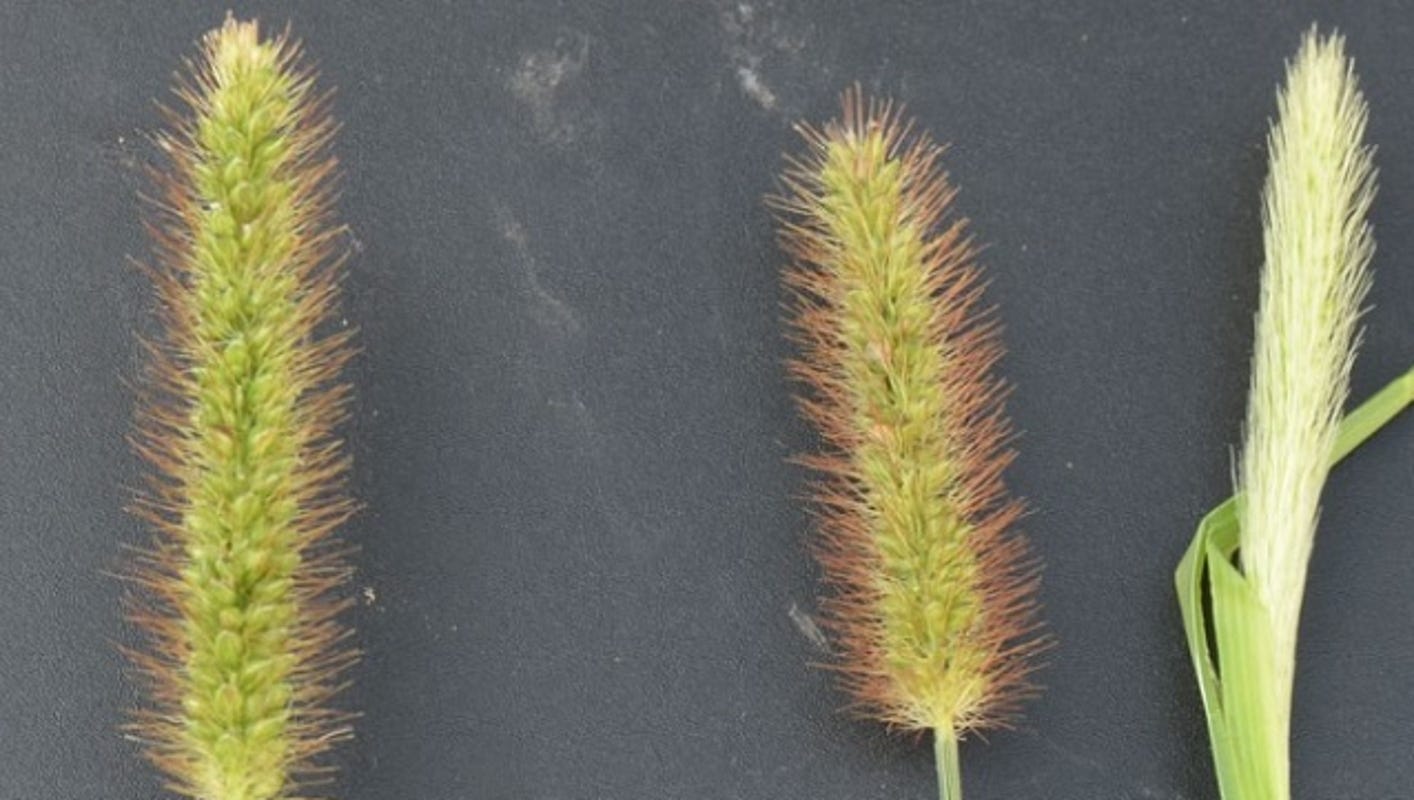 Foxtail Plant A Threat To Dogs Cats And Horses
