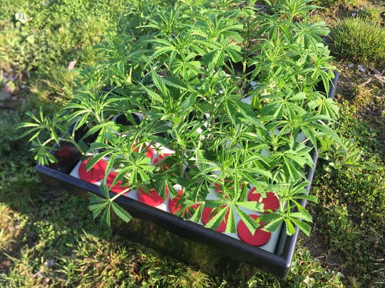 Deckerville resident Bretton Jones' potted marijuana plants are shown.