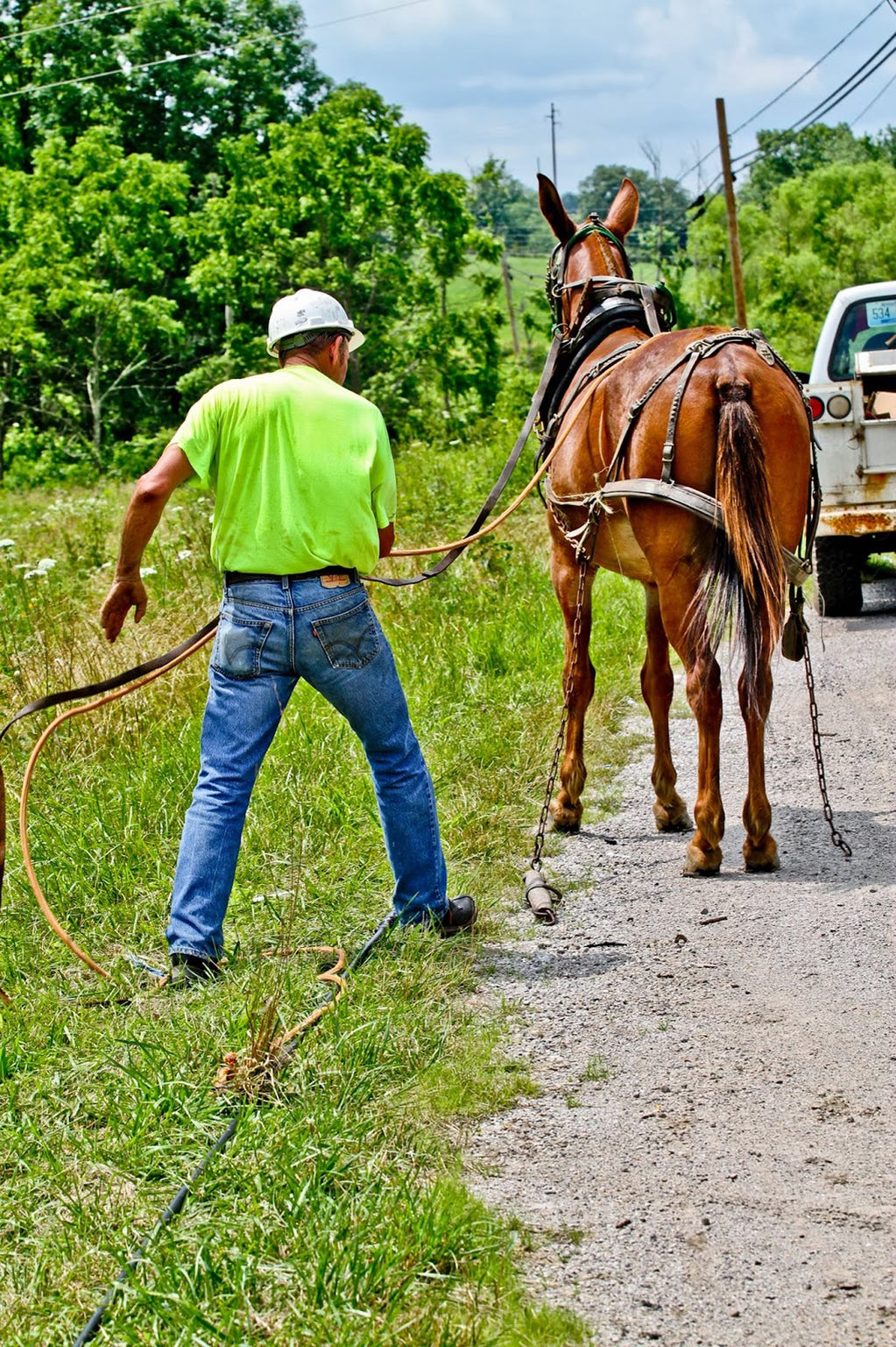 The Peoples Rural Telephone Cooperative hired R.C. Hibbitts and his mule, "Old Bub," to help string fiber-optic cable in the most rugged areas of eastern Kentucky’s Jackson and Owsley counties.