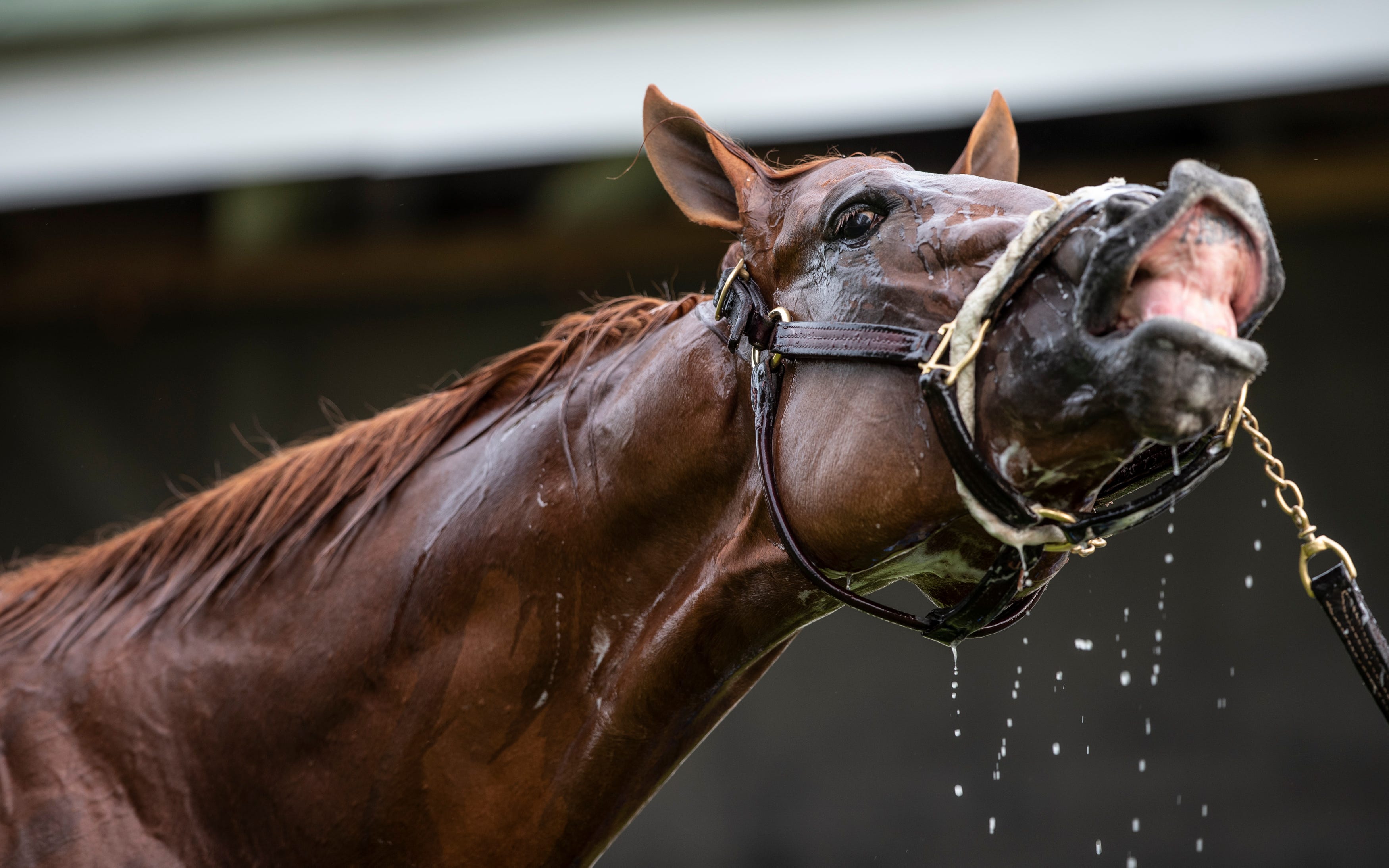 Kentucky Derby 2019 Free past performances for contenders