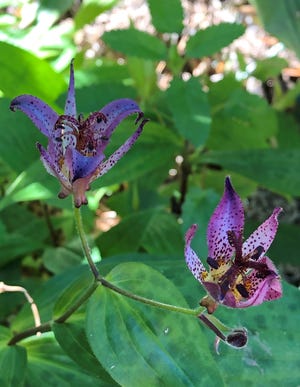 Toad lily flowers bloom in late summer and continue until frost.