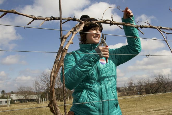 Amaya Atucha, University of Wisconsin–Madison Division of Extension fruit specialist, testing a pruning technique for wine grapes at West Madison Agricultural Research Station in Madison.