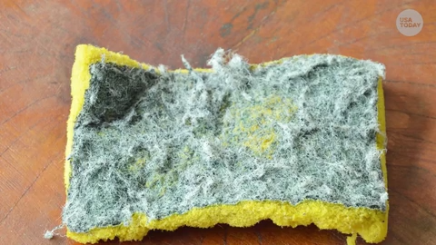 Sponges Left In Sinks Become Germ Nightmares