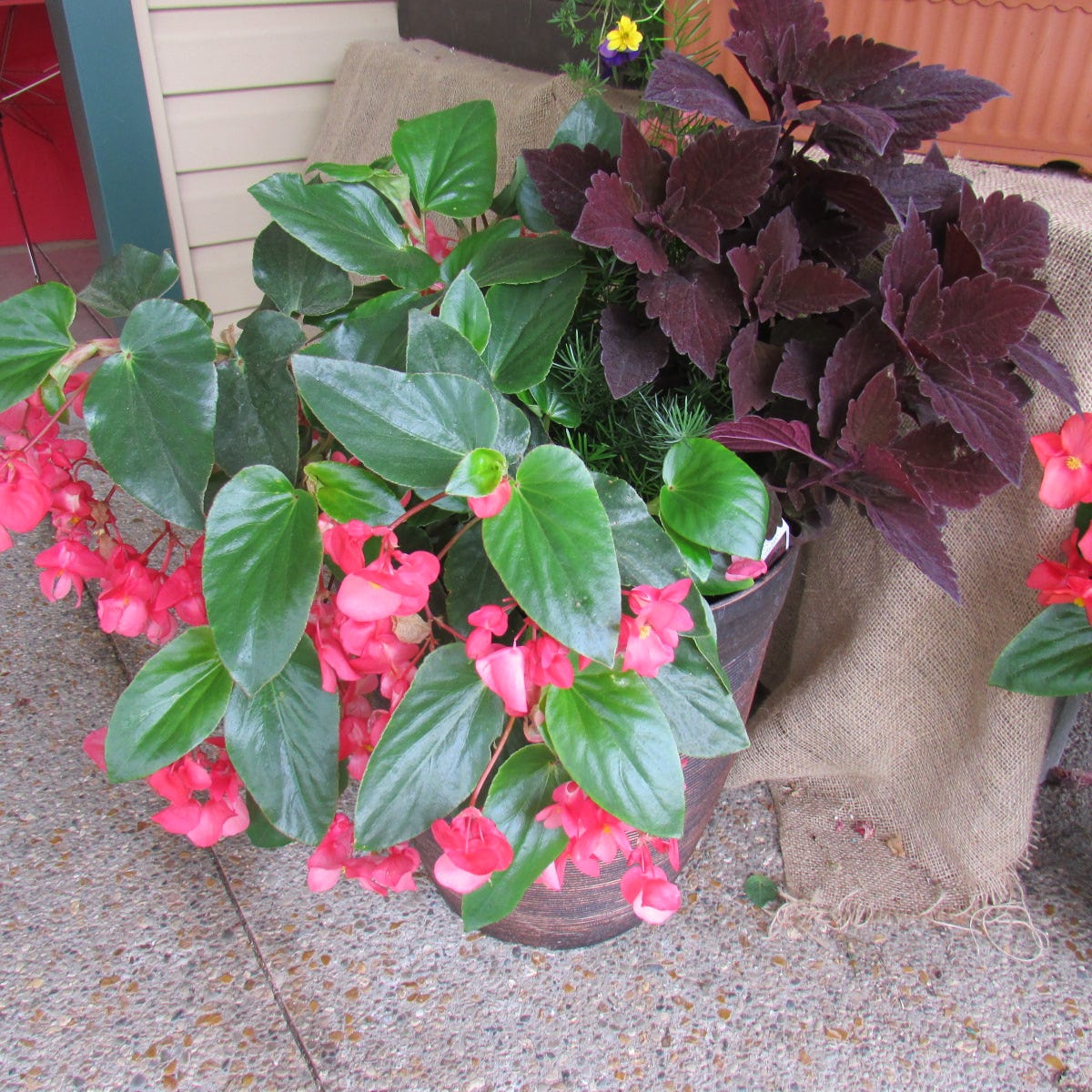 Seven reasons why your plant's leaves are turning yellow