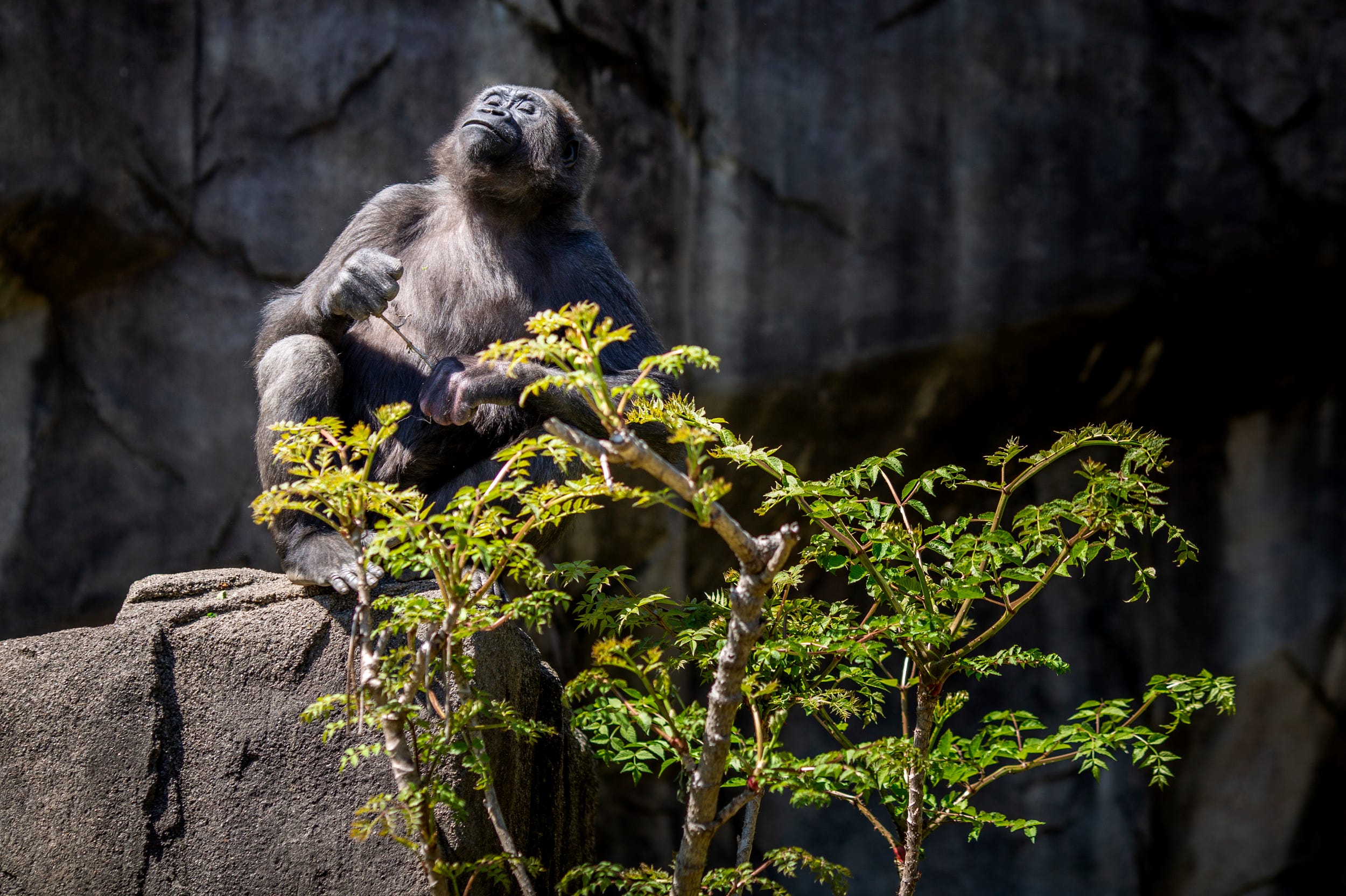 Meet the best zoo animal moms for Mother's Day