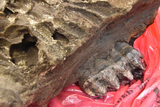 Mastodon animal bones from Seymour will be at Indiana State Museum