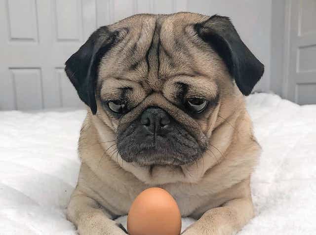 How Doug The Pug Became An Internet Sensation