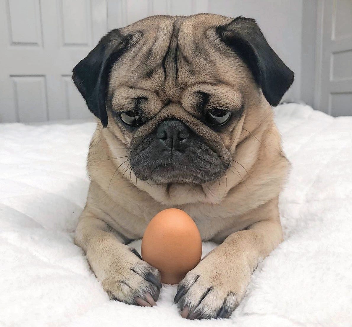 doug the pug teddy