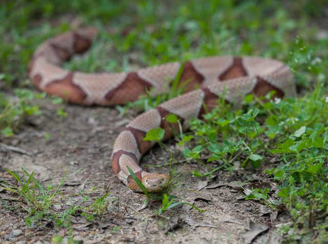 Copperhead Snake Bit Girl Here S What To Know About The Reptiles