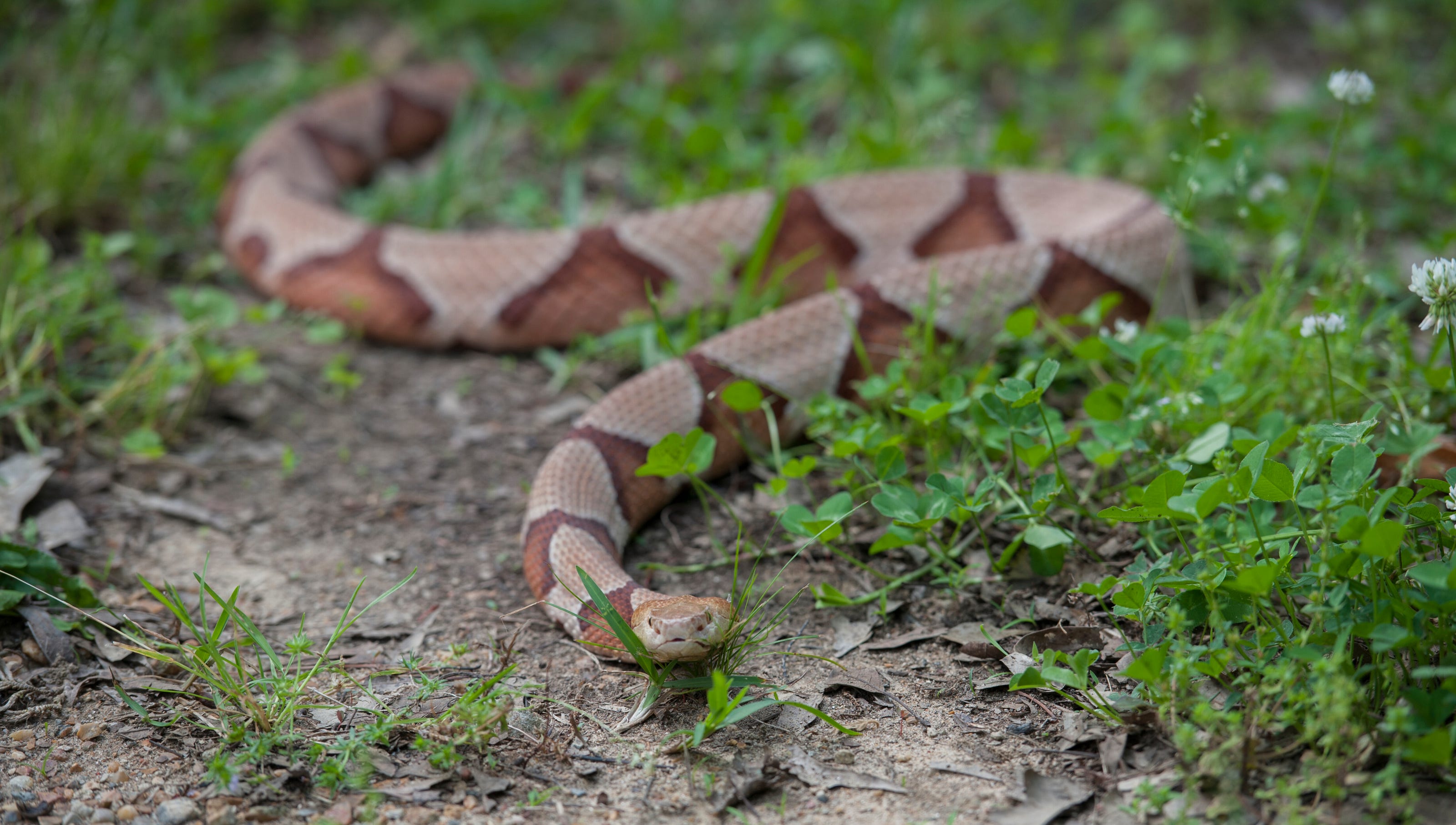 Copperhead Snake Bit Girl Here S What To Know About The Reptiles