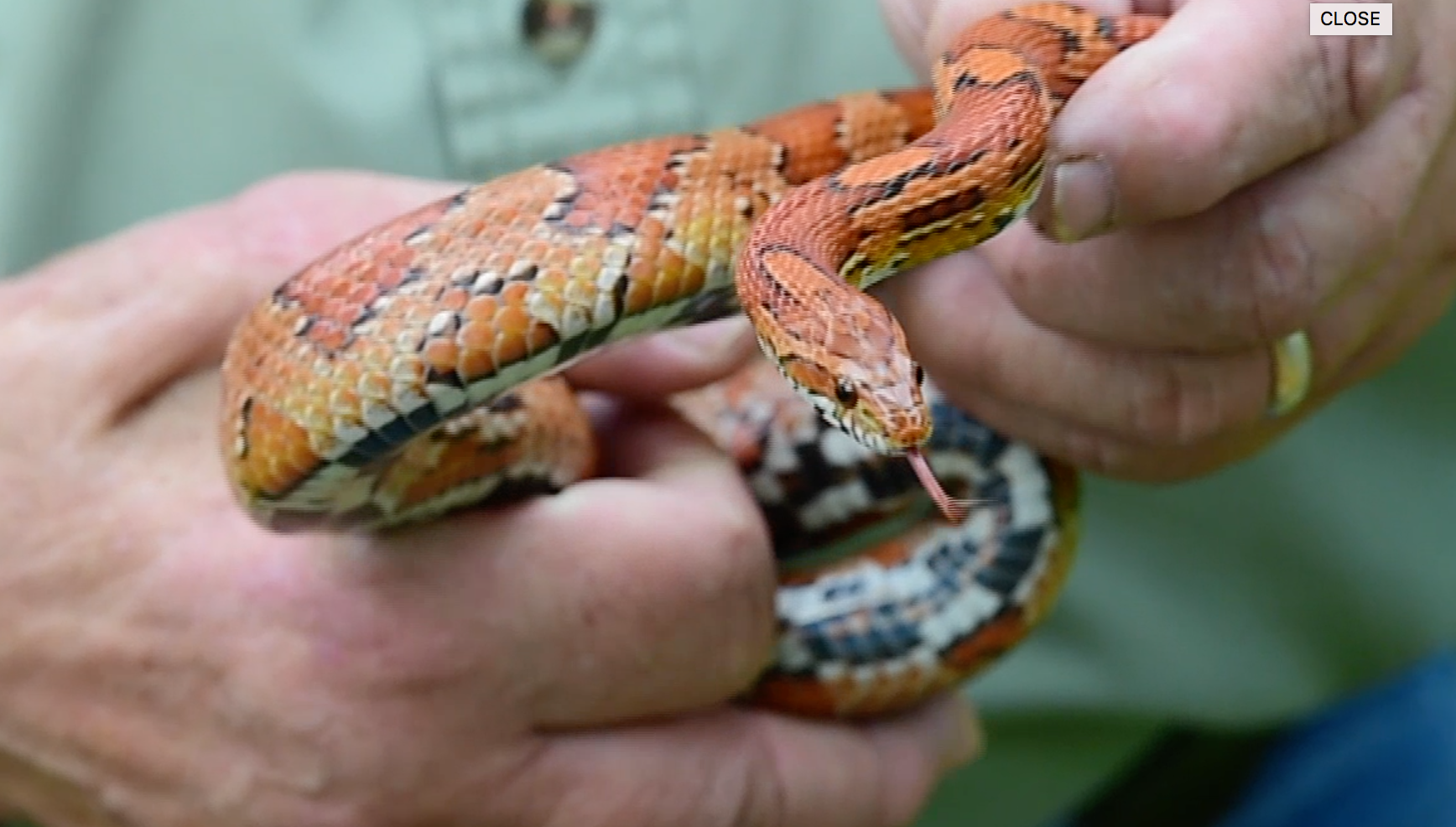 How to keep snakes away from your home: What works and what doesn't