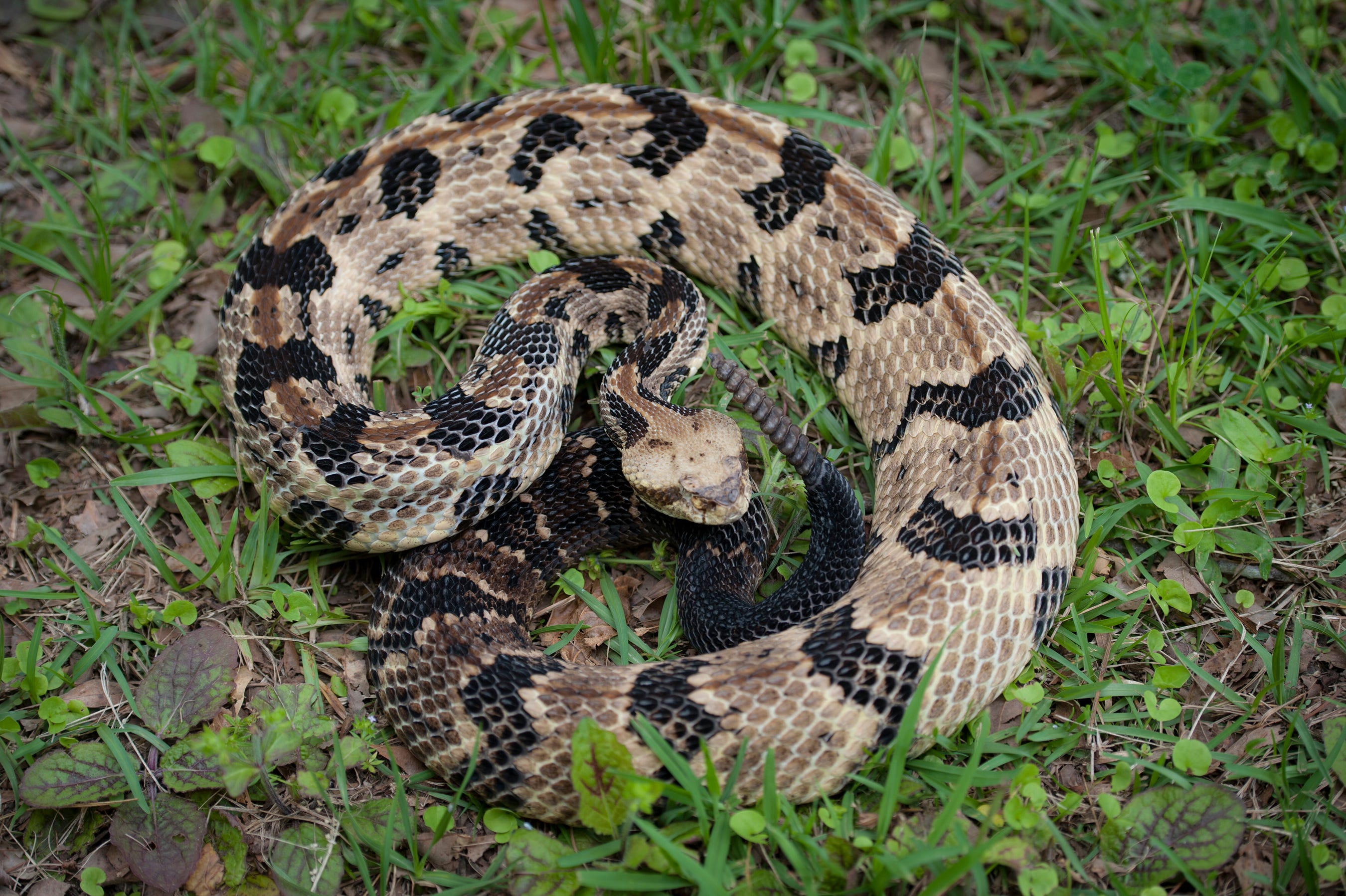 copperhead snake boots