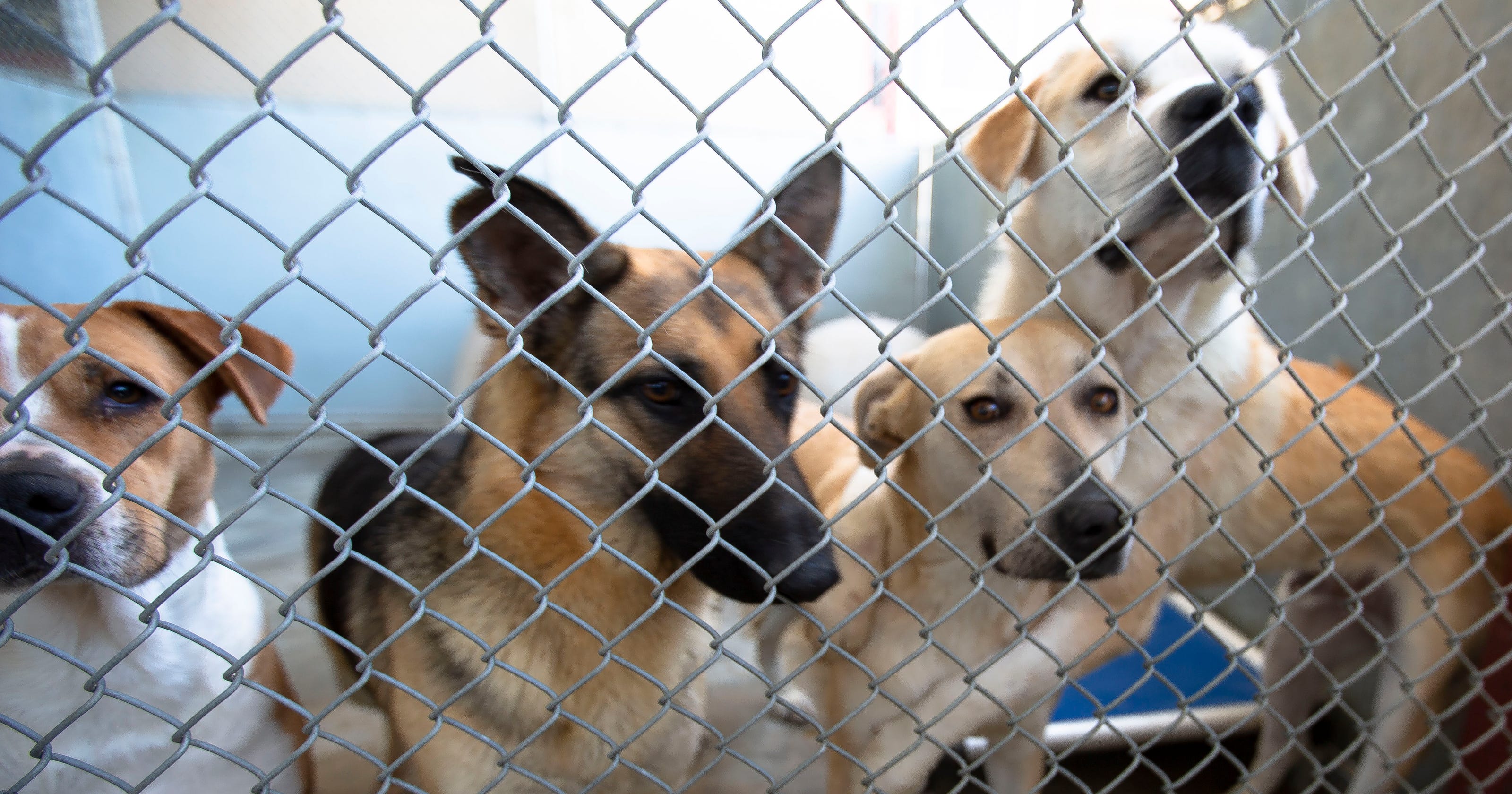 Animal Control Or Stray Pets Clayton County Non Emergency At Your Service - 4xy9j9q