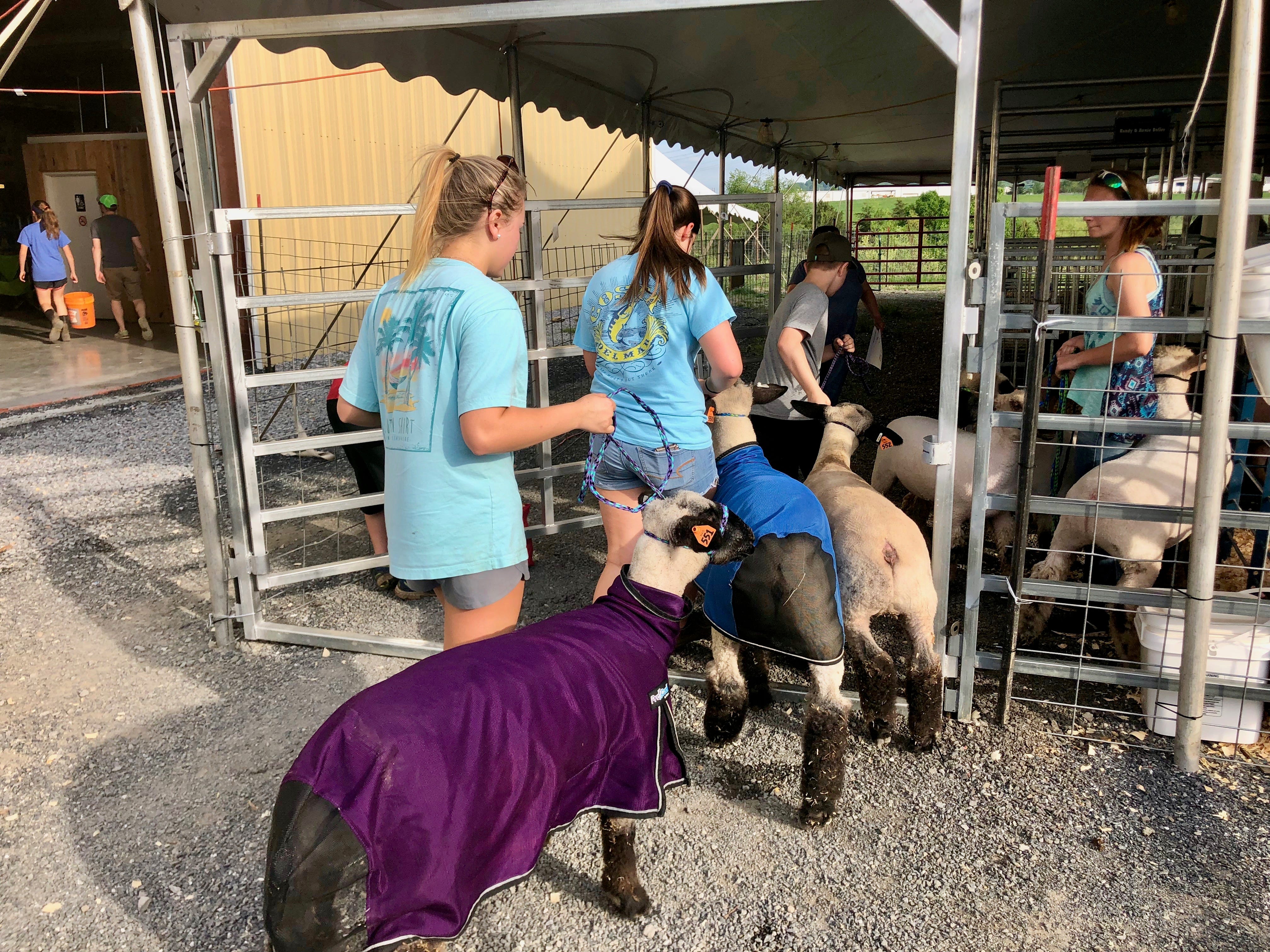 Market Animal Show and Sale kicks off at Augusta Expo Market Animal Show and Sale kicks off at Augusta Expo