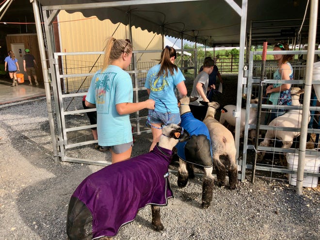 Jordan Strickler leads her sheep to the washing station on Wednesday evening in preparation for the 74th annual Market Animal Show and Sale.