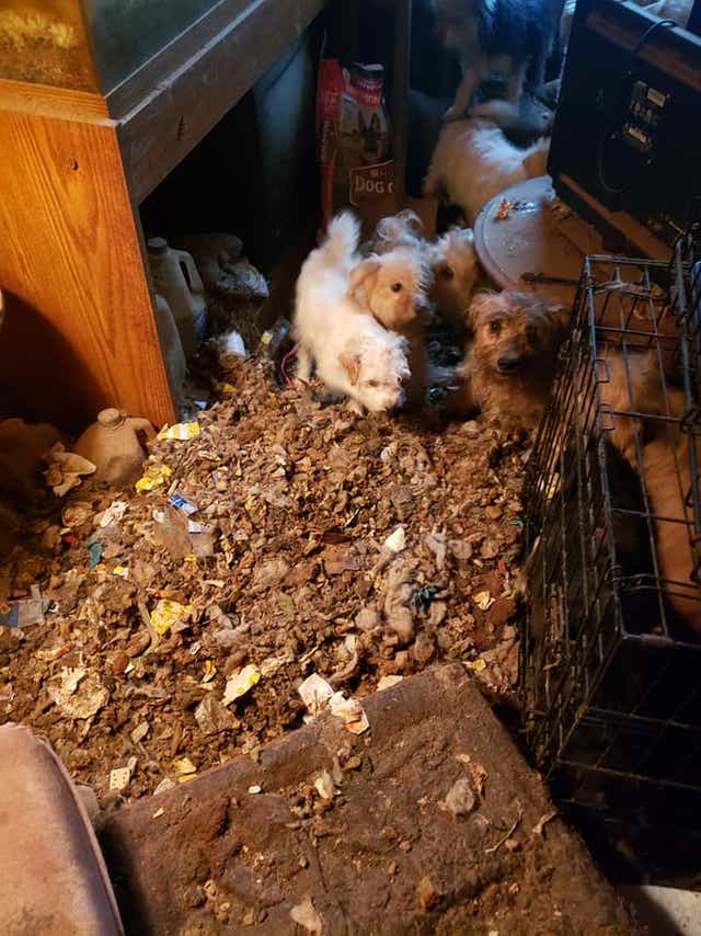 Six Pennsylvania Breeders Named In Humane Society S Horrible Hundred
