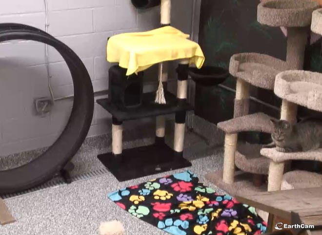 Macomb County Animal Control's new kitty cam.