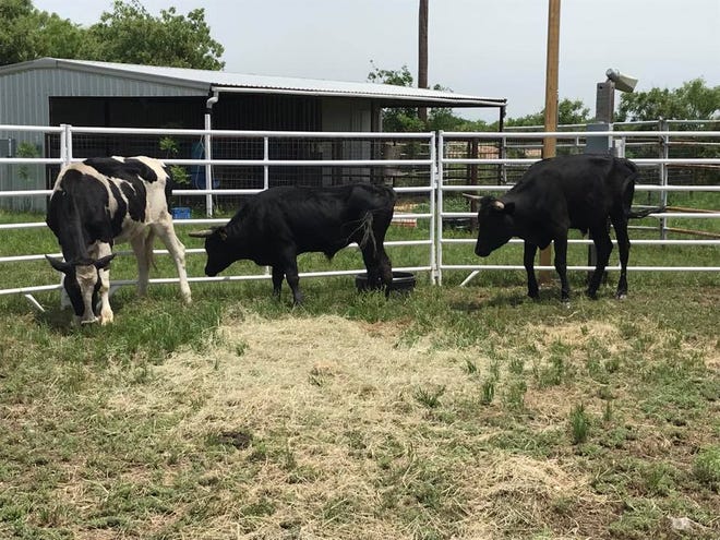 Some cattle at the San Angelo Animal Shelter, 3142 US Highway 67 N, wait for their owner. These three were found near 4000 Old Ballinger Highway.