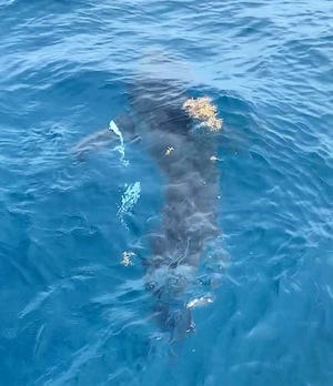 A great white shark, estimated to be 12-14 feet in length, was seen Sunday in offshore of Fort Pierce in 70 feet of water.