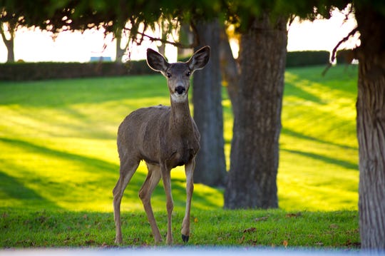 A deer grazes on the lawn of the Washington State Penitentiary in Walla Walla, Wash., Tuesday, Nov. 1, 2016.