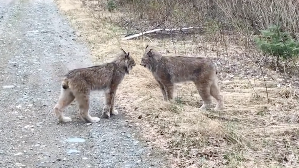 Can't stop watching: Lynxes in screaming match