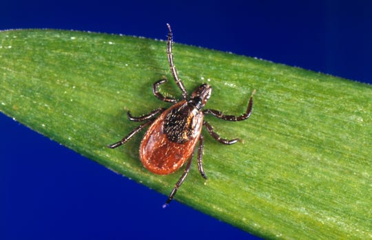 The black-legged tick, also known as a deer tick, can carry Lyme disease.
