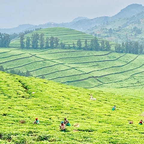 Rwanda's spellbinding landscape of endless hills...