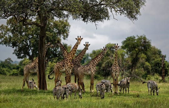 In this March 20, 2018, file photo, giraffes and zebras congregate under the shade of a tree in the afternoon in Mikumi National Park, Tanzania. The United Nations issued its first comprehensive global scientific report on biodiversity on Monday, May 6, 2019. The report explored the threat of extinction for Earth’s plants and animals.