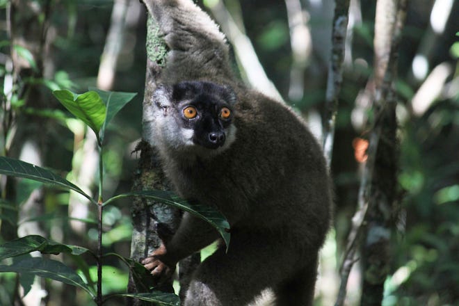 A lemur looks through the forest at Andasibe-Mantadia National Park in Andasibe, Madagascar. Development that's led to loss of habitat, climate change, overfishing, pollution and invasive species is causing a biodiversity crisis, scientists say in a new United Nations science report .