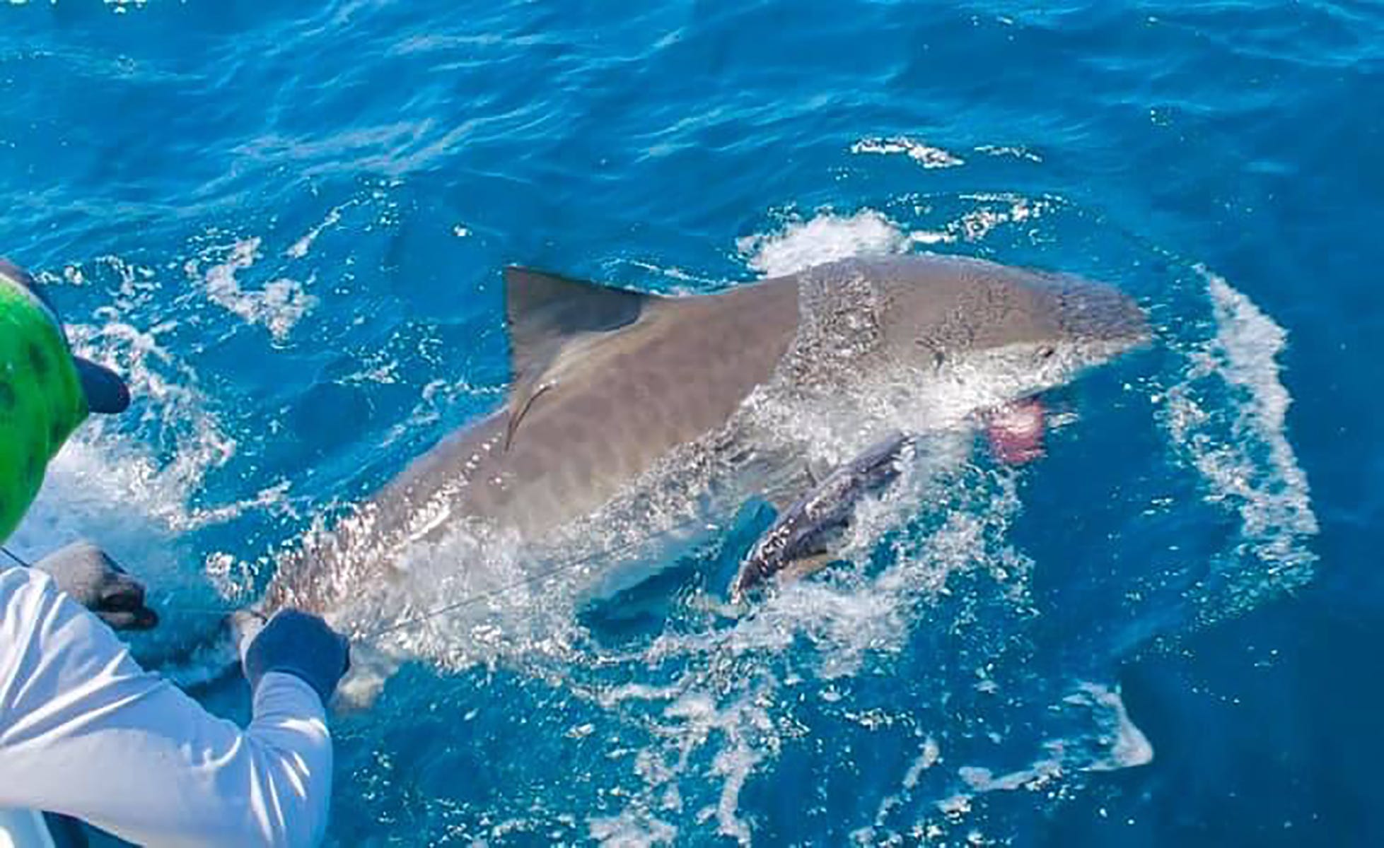Recordbreaking tiger shark caught off the coast of Florida