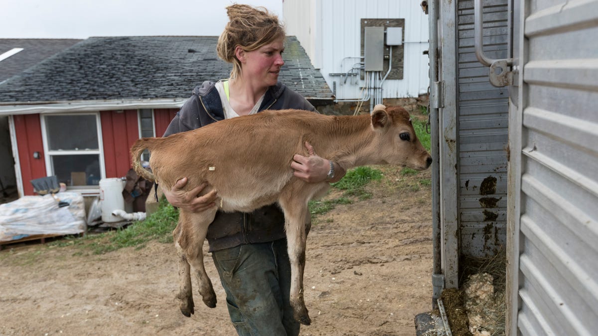 Wisconsin Dairy Farms Closing As Milk Prices Drop Economics Get Tough