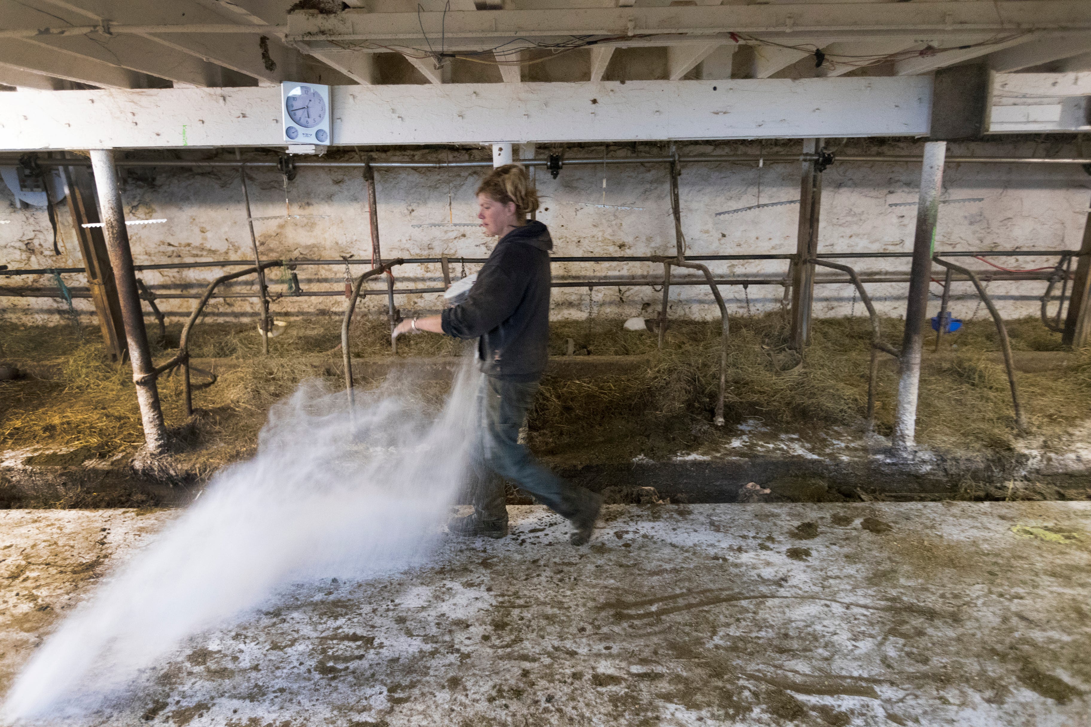 Emily Harris tosses lime in her barn after her herd was loaded onto a trailer at Wylymar Farms, the small organic dairy farm she owns with her wife, Brandi, in Monroe.